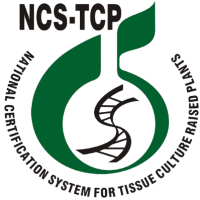 NCS TCP Certificate