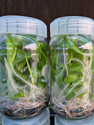 Tissue Culture Lab 2