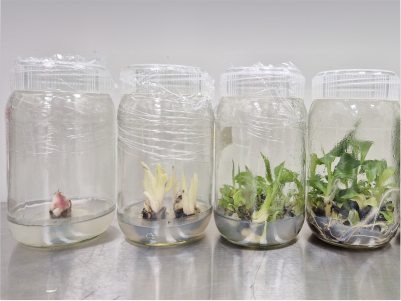 Tissue Culture Laboratory